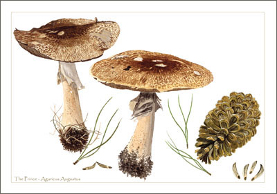 Mushroom art calendar_2025_June